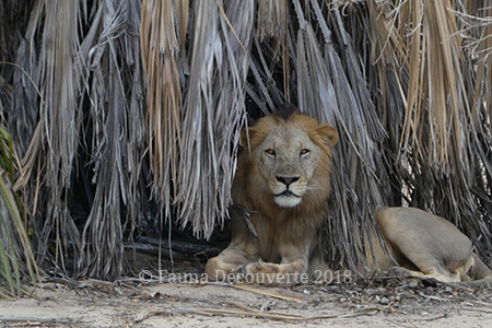Lion, Tanzanie